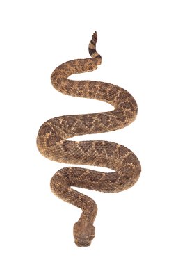 Comstock/Comstock/Getty Images Cottonmouths are related to other common venomous species, including copperheads and rattlesnakes.