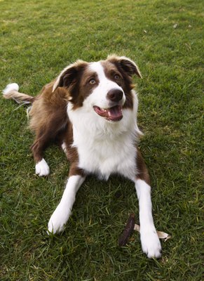 Kane Skennar/Photodisc/Getty Images Always clean up after your dog to help prevent the spread of parasites.