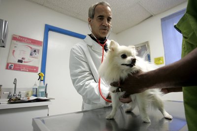 Joe Raedle/Getty Images News/Getty Images Signs of renal failure are lethargy, vomiting and lack of appetite.