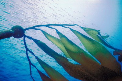 Jupiterimages/Photos.com/Getty Images Look for high-grade kelp free of impurities.