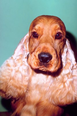 Jupiterimages/Photos.com/Getty Images Leaning can mean a variety of different things in "canine-speak."