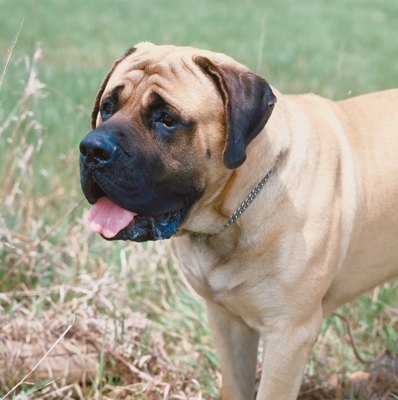 Jupiterimages/Photos.com/Getty Images Mastiffs are big droolers.
