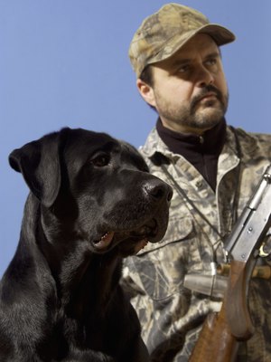 Jupiterimages/liquidlibrary/Getty Images With the right training and conditioning, your retriever will enjoy accompanying you on hunting trips.