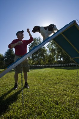 Apple Tree House/Photodisc/Getty Images Ask your vet if Zonisamide can help your dog with seizures.