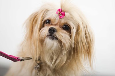 Jupiterimages/Stockbyte/Getty Images "Mommy made an entire wardrobe of bows for me -- aren't they cute?"