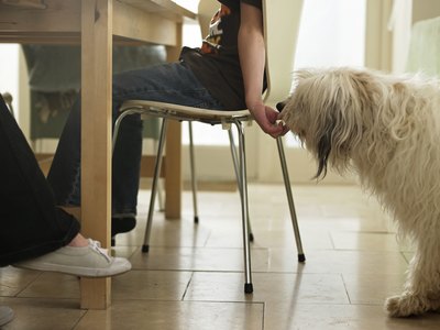 John Howard/Lifesize/Getty Images Many of the foods and meals you eat are safe to share with your dog.