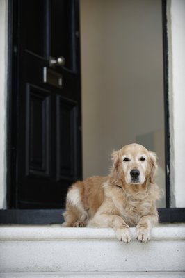 Janie Airey/Digital Vision/Getty Images Fixed dogs are often less aggressive than intact pooches.