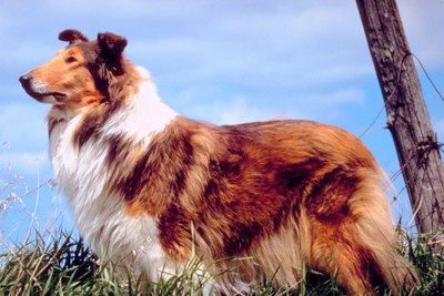 Jupiterimages/Photos.com/Getty Images Collies, both smooth and rough varieties, are prone to intestinal tumors, which may metastasize to the lymph nodes located in the mesentery.