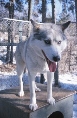 Hemera Technologies/AbleStock.com/Getty Images Whether kenneled inside or out, your dog still needs regular attention.