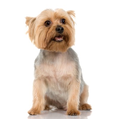 Jupiterimages/Photos.com/Getty Images Chocolate-free almond bark isn't poisonous to doggie.