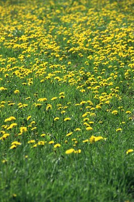 Goodshoot/Goodshoot/Getty Images This field of dandelions could provide many health benefits for your dog.