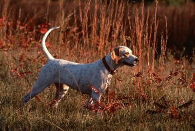 Jupiterimages/Photos.com/Getty Images A superb hunting dog, the English pointer appears in various colors, but not brindle.