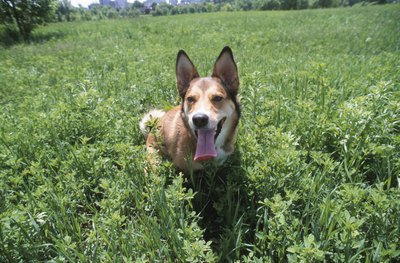 Hemera Technologies/AbleStock.com/Getty Images Ticks like to hide in tall grass.