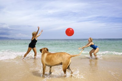 Thinkstock Images/Comstock/Getty Images Involving your dog in your own exercise will make him happy.