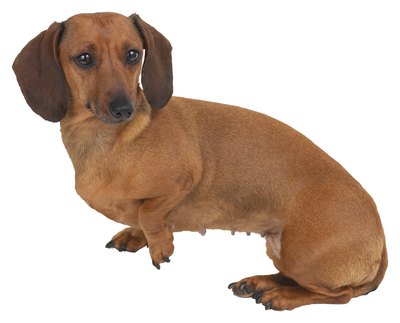Hemera Technologies/PhotoObjects.net/Getty Images The dachshund is prone to diabetic ketoacidosis.