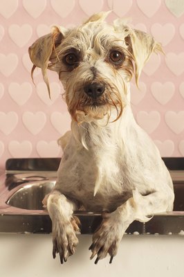 DTP/Digital Vision/Getty Images Having a dog shower in your home makes bathing your canine more convenient.