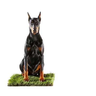 Thomas Northcut/Photodisc/Getty Images The Doberman is a dog of stately appearance, strength and agility.