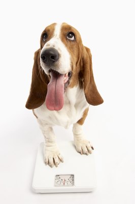 BananaStock/BananaStock/Getty Images Fiber in dog food helps give a pooch a full feeling.