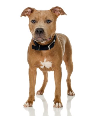 Jupiterimages/Photos.com/Getty Images Ontario dog laws are aimed at pit bulls.