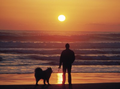 Liquidlibrary/liquidlibrary/Getty Images A leashed walk through shallow water is ideal for an arthritic dog.