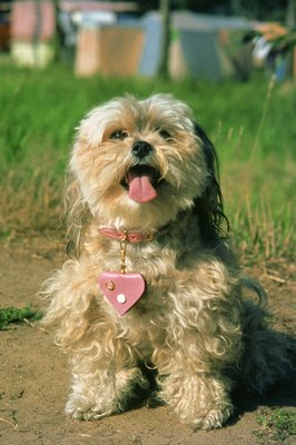 Jupiterimages/Photodisc/Getty Images Dogs with mumps sometimes feel feeble.