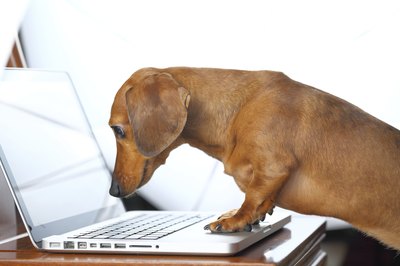 leungchopan/iStock/Getty Images Is your dog smarter than a fifth grader?