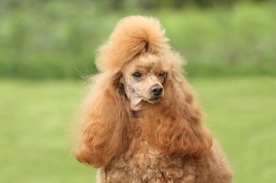 vitcom/iStock/Getty Images "My stylist thinks I will get best in show this year."