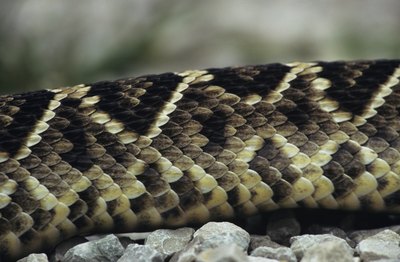 Tom Brakefield/Stockbyte/Getty Images Snake mites access the soft skin between a snake's scales.