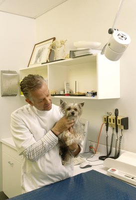 Dean Golja/Digital Vision/Getty Images Your dog might receive midazolam prior to surgery.