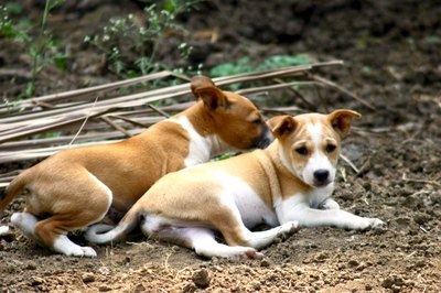 Visage/Stockbyte/Getty Images Lice do not spread from dogs to people, but they do spread from dog to dog.