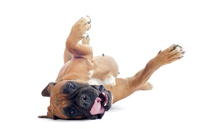 cynoclub/iStock/Getty Images Nip your dog's nipple problems in the bud.