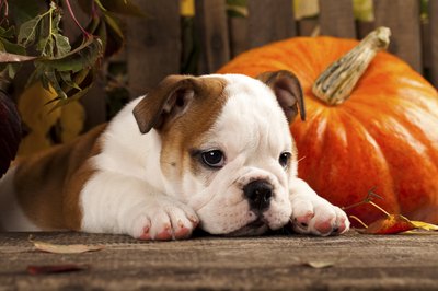 Lilun_Li/iStock/Getty Images Pumpkin -- it's more than a holiday decoration.
