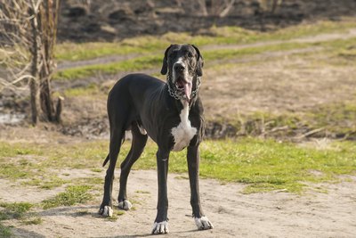 nik40fox/iStock/Getty Images He's a mantle Great Dane.