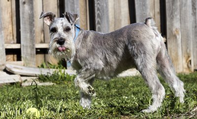 Western Photographs/iStock/Getty Images The breed's peepers are plagued with problems.