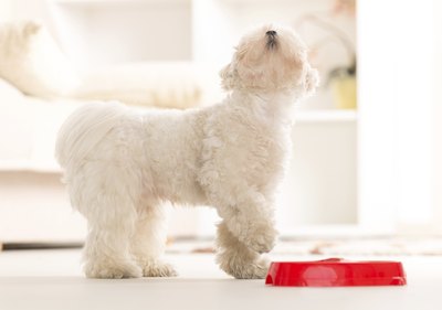 humonia/iStock/Getty Images Your dog's instinct may cause him to eat less in warm weather.