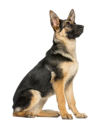 GlobalP/iStock/Getty Images The coat of a German shepherd comes in a multitude of colors and patterns and varies in length.