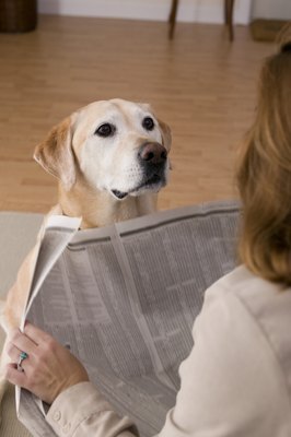 Comstock Images/Comstock/Getty Images You need to let your dog know when it is okay to ask for attention.