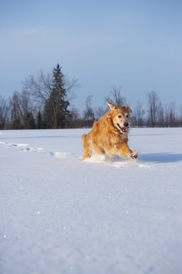 Jupiterimages/Photos.com/Getty Images Although dogs love playing in the snow, they also may need help to stay warm.