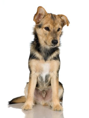Jupiterimages/Photos.com/Getty Images Although it should get rid of itchy skin issues, your puppy will smell like rotten eggs after a lime sulfur dip.