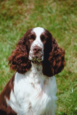 Jupiterimages/Photos.com/Getty Images Show springers have longer ears than field springers.