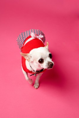Jupiterimages/Photos.com/Getty Images "If you litter or paper-trained me, you wouldn't have to go outside and I wouldn't have to wear this coat."