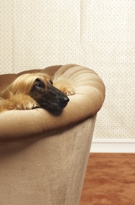 DTP/Photodisc/Getty Images Disorientation sometimes signifies vision loss in dogs.