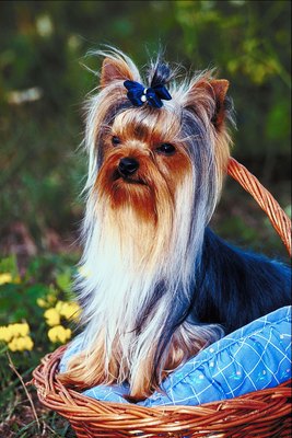 Jupiterimages/Photos.com/Getty Images Many dog shampoos can help to control matting.