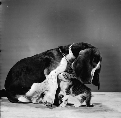Three Lions/Valueline/Getty Images Dogs and cats aren't always worst enemies.