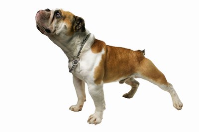 George Doyle & Ciaran Griffin/Stockbyte/Getty Images A healthy dog should have a clearly defined waist, but no ribs showing.
