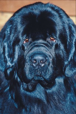 Jupiterimages/Photos.com/Getty Images The Newfoundland is one of just a few breeds considered indigenous to North America.