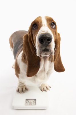 BananaStock/BananaStock/Getty Images Over-feeding isn't the only reason for dog obesity.