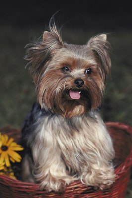 Ablestock.com/AbleStock.com/Getty Images Be sure you're the right person to meet a small breed's needs.