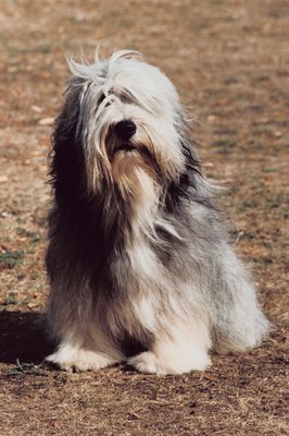 Jupiterimages/Photos.com/Getty Images Bearded collies have learned to shrug off rumors that they descended from the Polish lowland sheepdog.