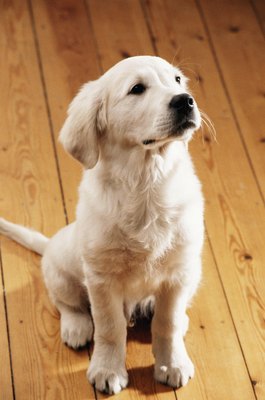 David De Lossy/Photodisc/Getty Images With a bit of confidence building, your pup might even be up for obedience training on the slick floor.
